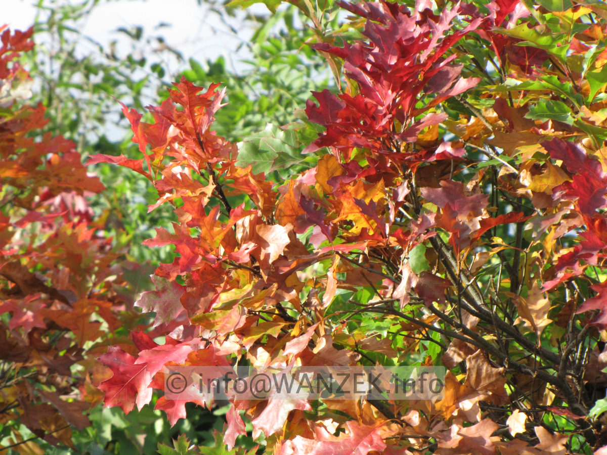 Quercus palustris Green Dwarf 03 Herbst 2014-1b.JPG